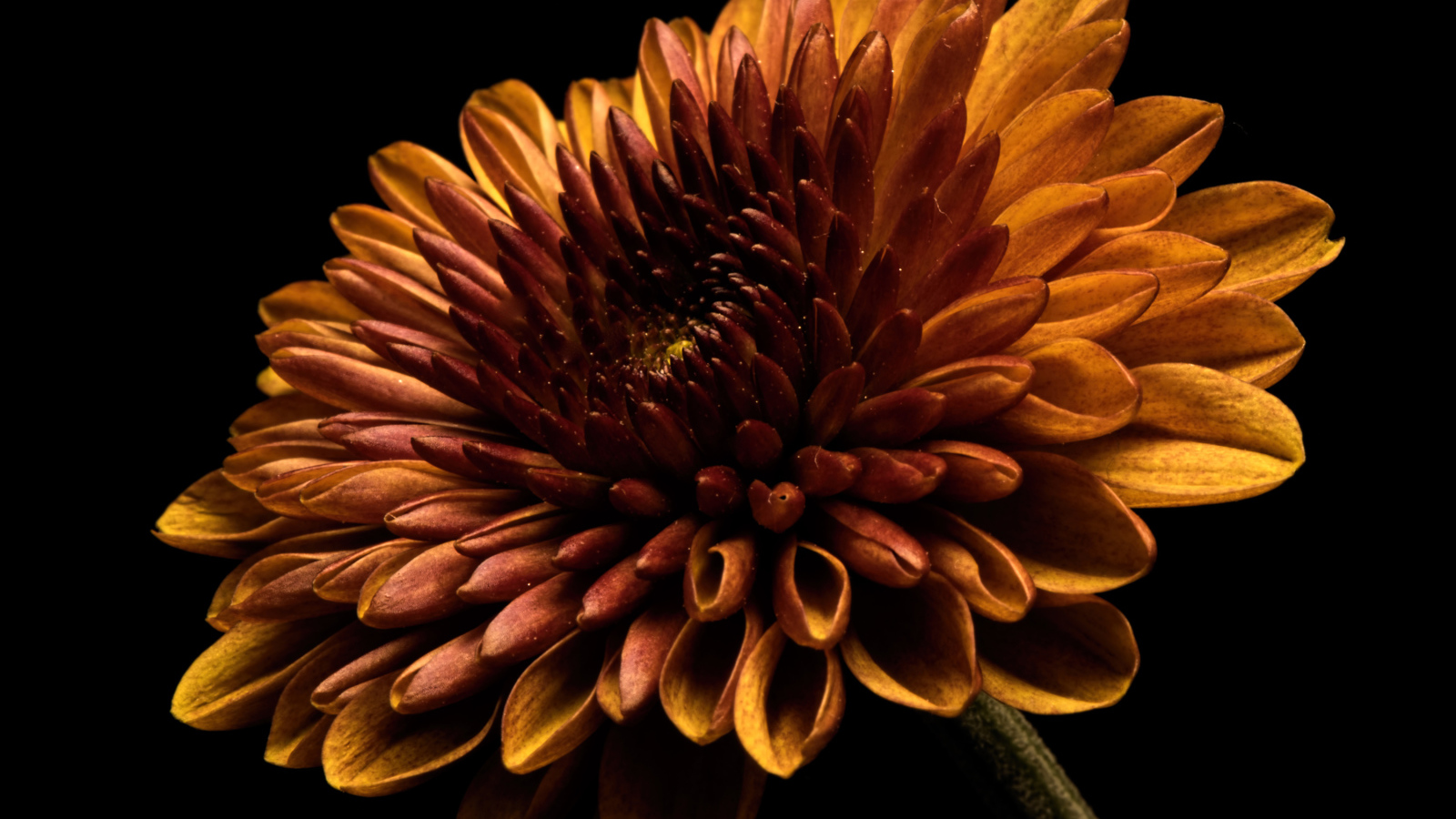 Оранжевый цветок хризантемы на черном фоне крупным планом