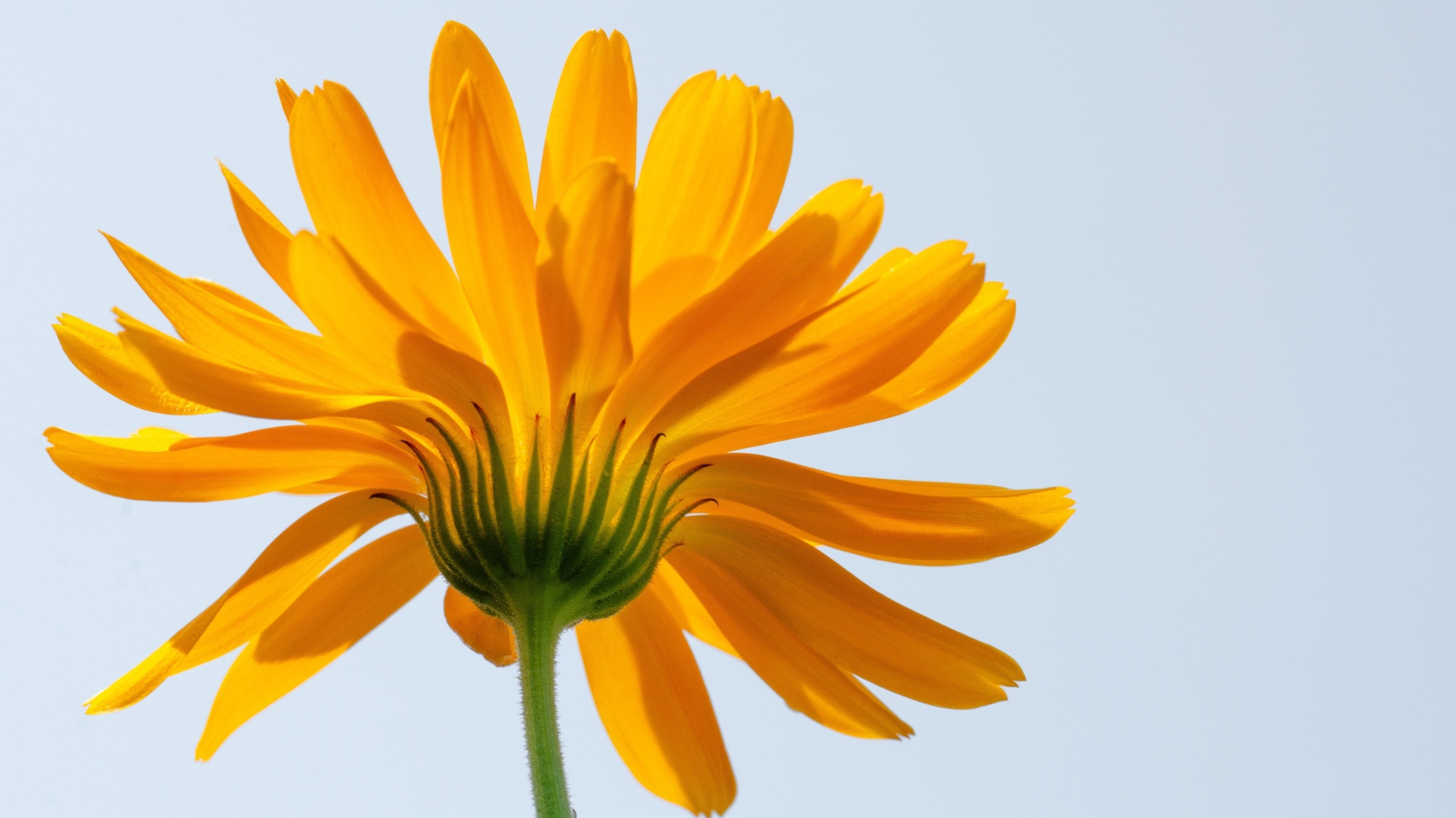 Оранжевый цветок ноготки на сером фоне 