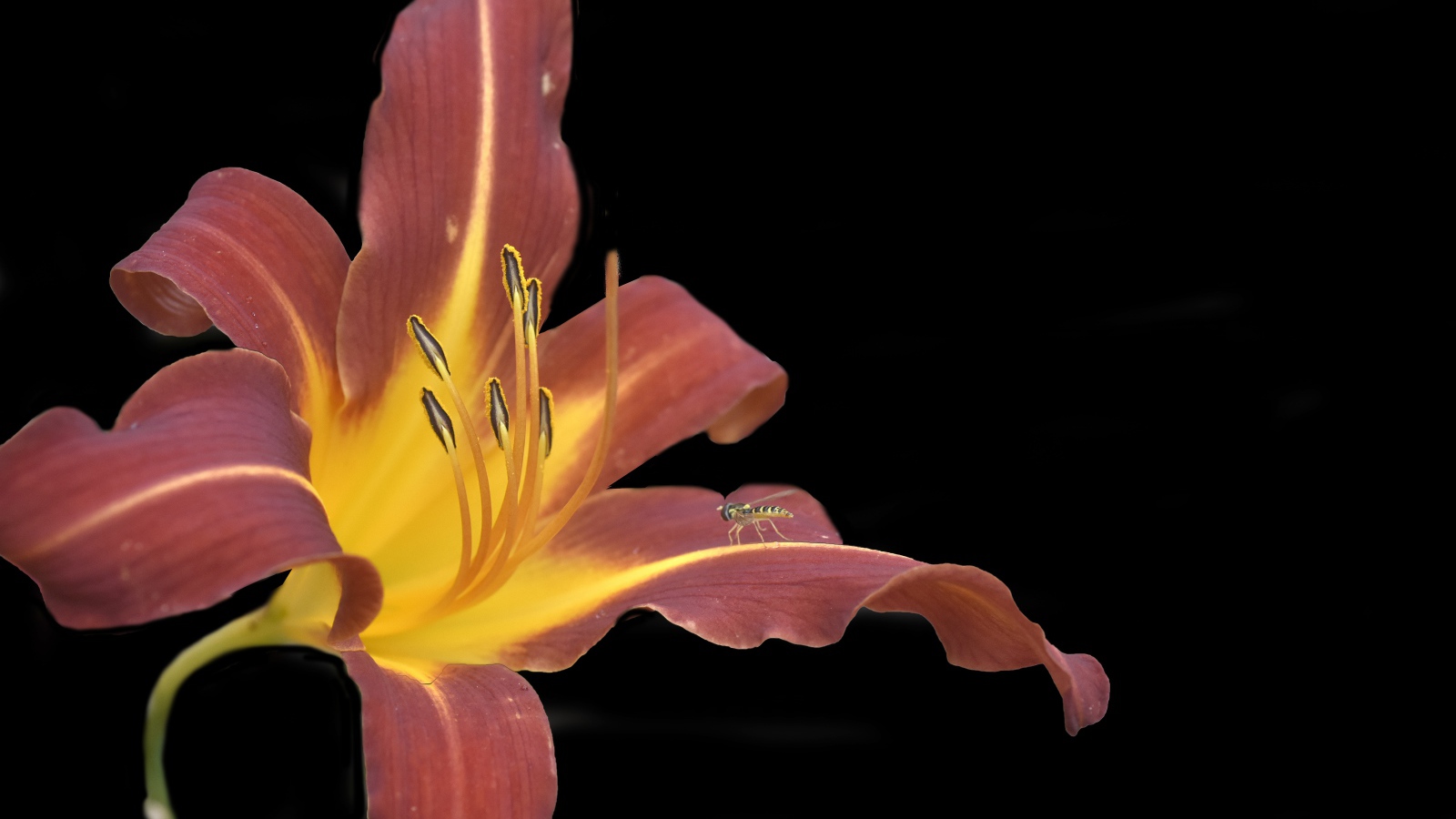 Orange lily flower on black background