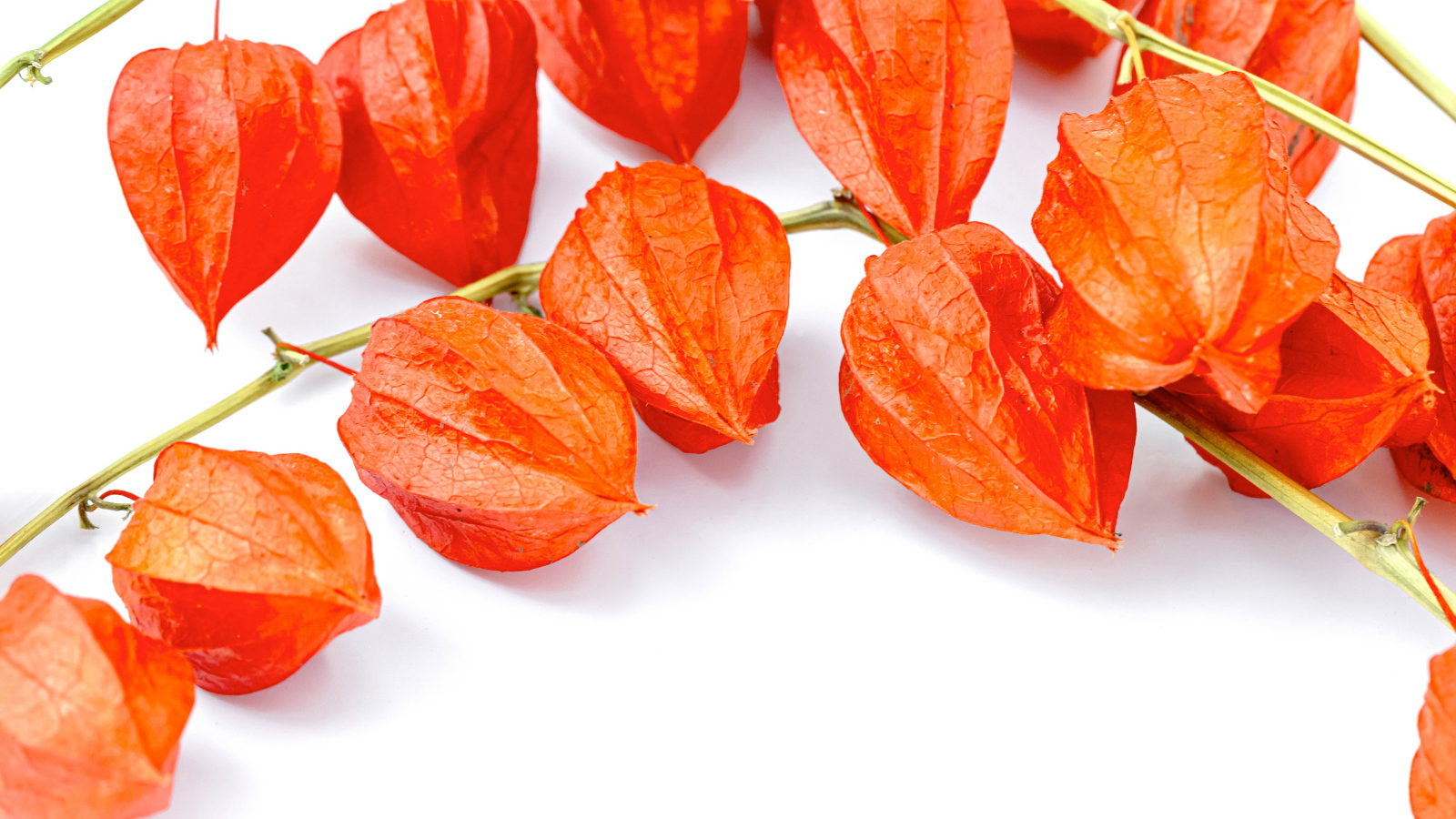 Оранжевые цветы физалиса на белом фоне 