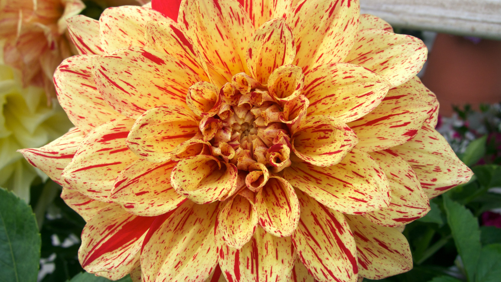 Оранжевая пятнистая георгина на клумбе 