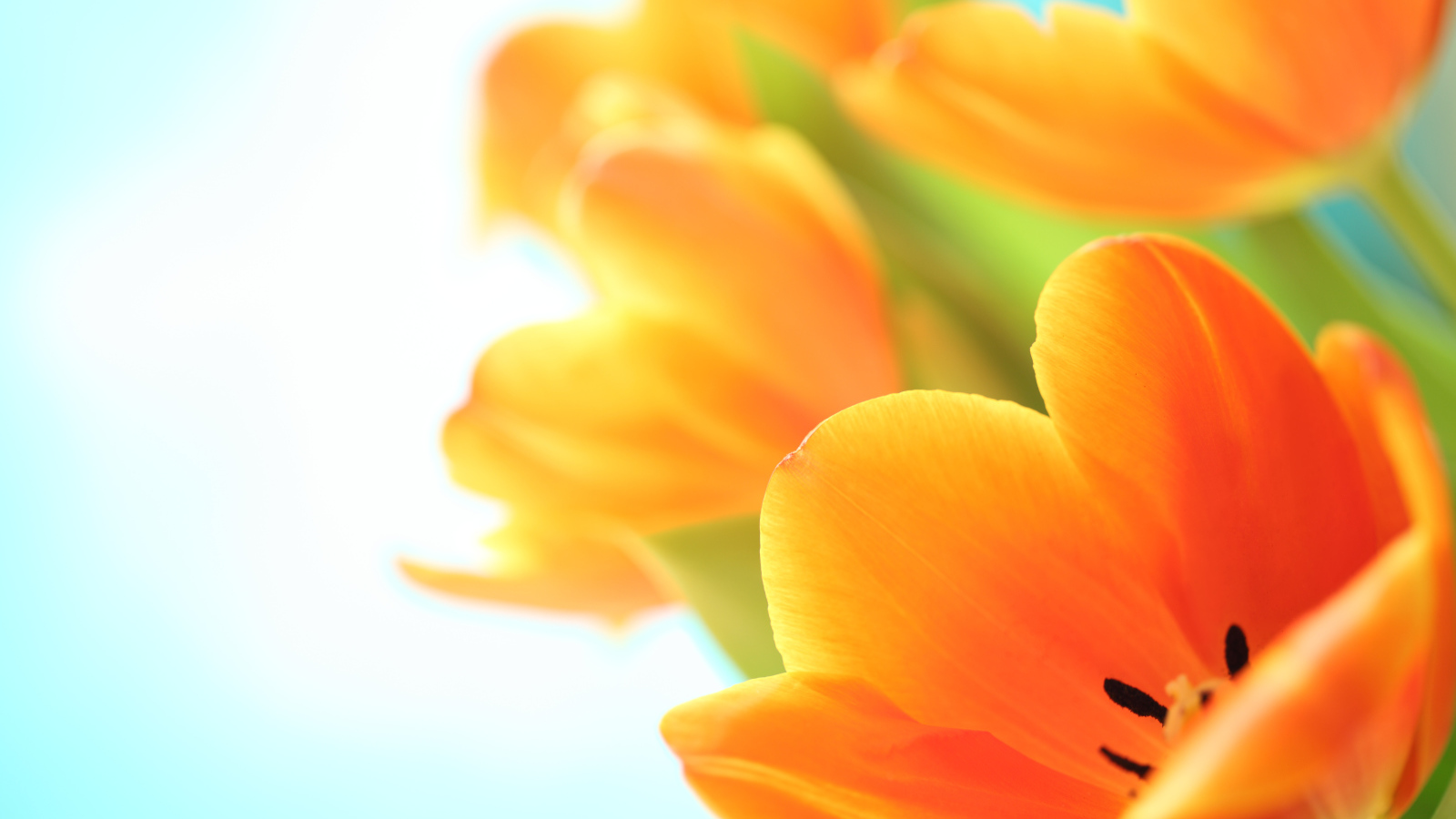 Оранжевый тюльпан на белом фоне крупным планом