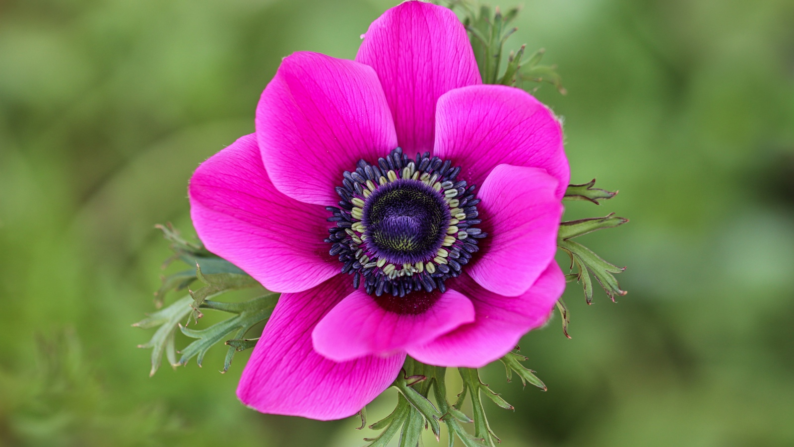 Розовый цветок анемоны крупным планом