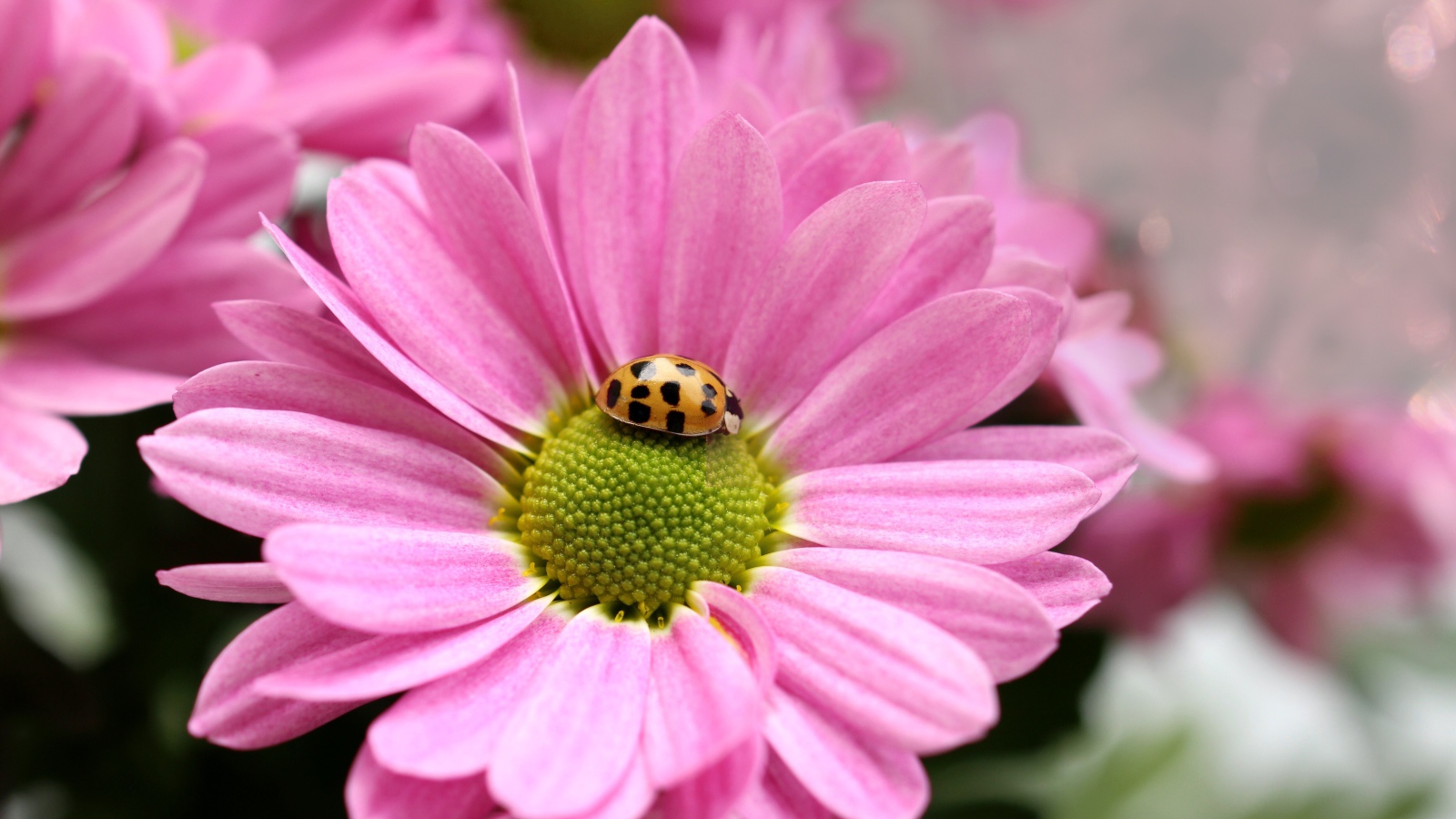 Розовый цветок хризантемы с божьей коровкой