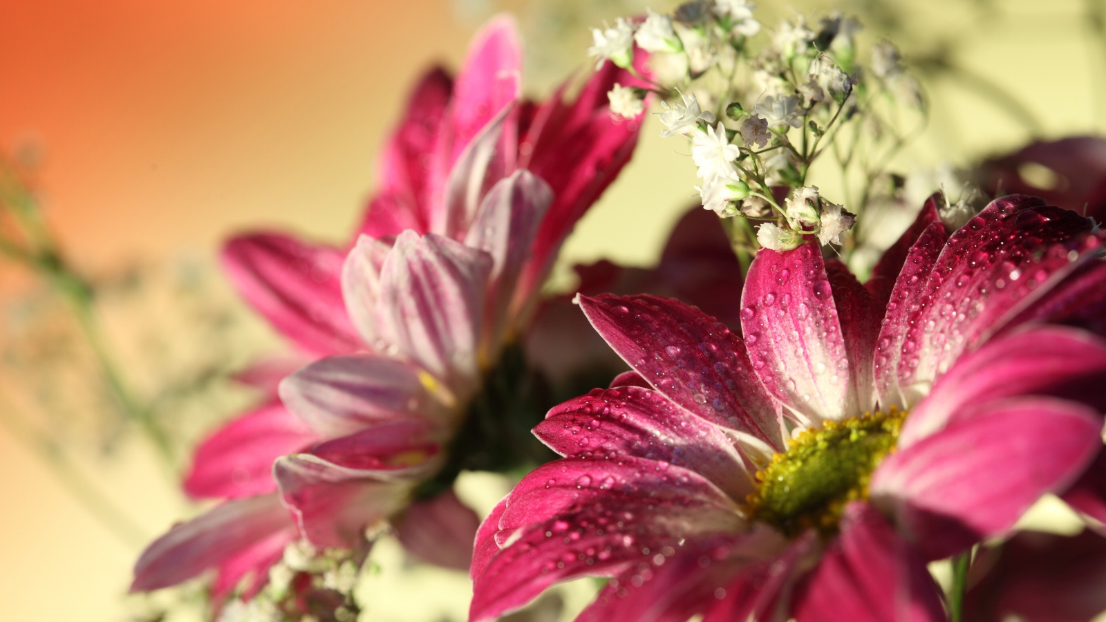 Розовые цветы хризантемы с белыми цветами