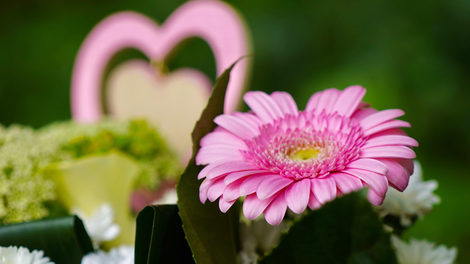 Розовый цветок герберы с зелеными листьями