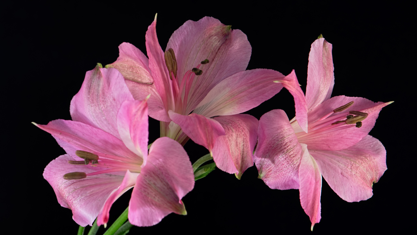 Розовые цветы альстромерия на черном фоне