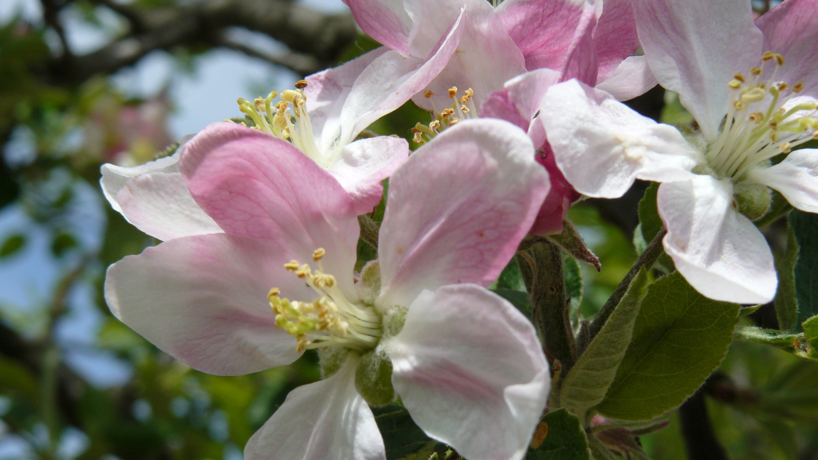 Розовые цветы яблони крупным планом