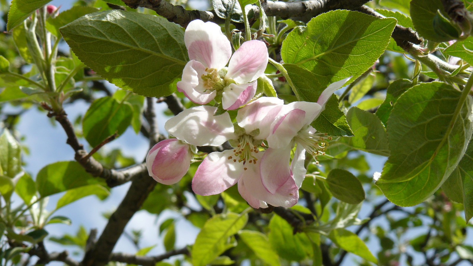 Розовые цветы яблони в зеленых листьях на дереве 