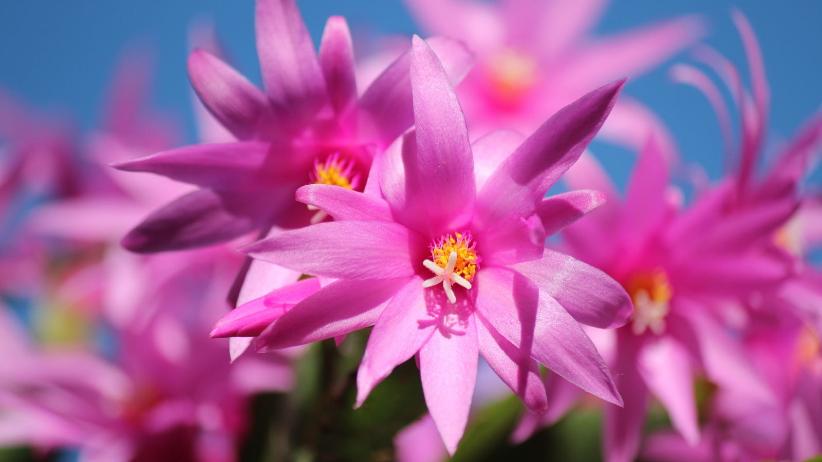 Розовые цветы рождественника крупным планом 