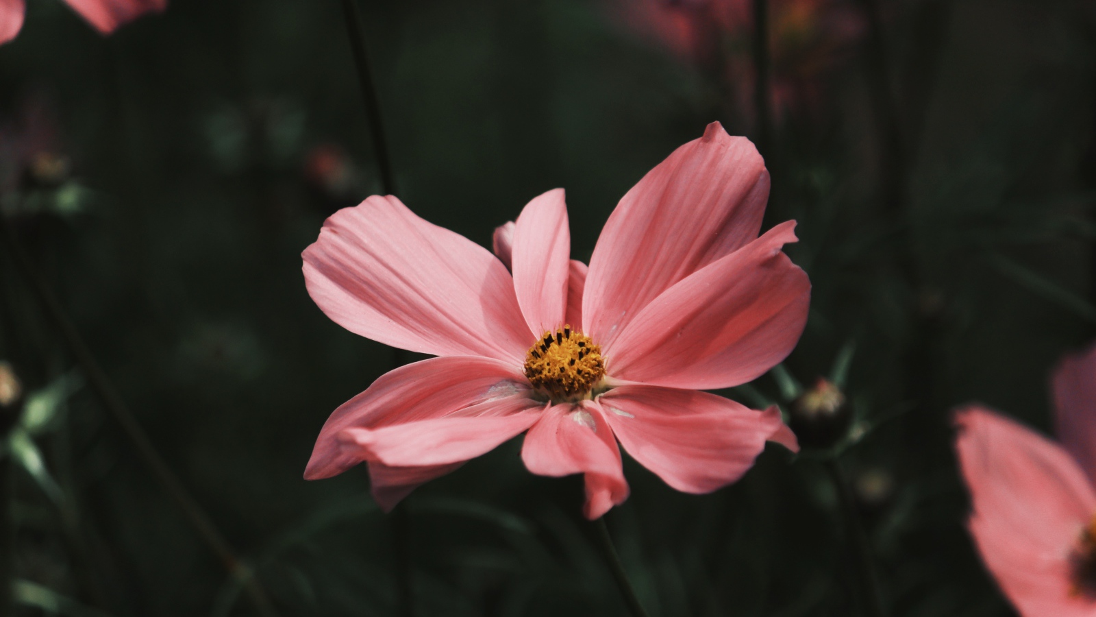 Розовый цветок космеи с бутонами крупным планом