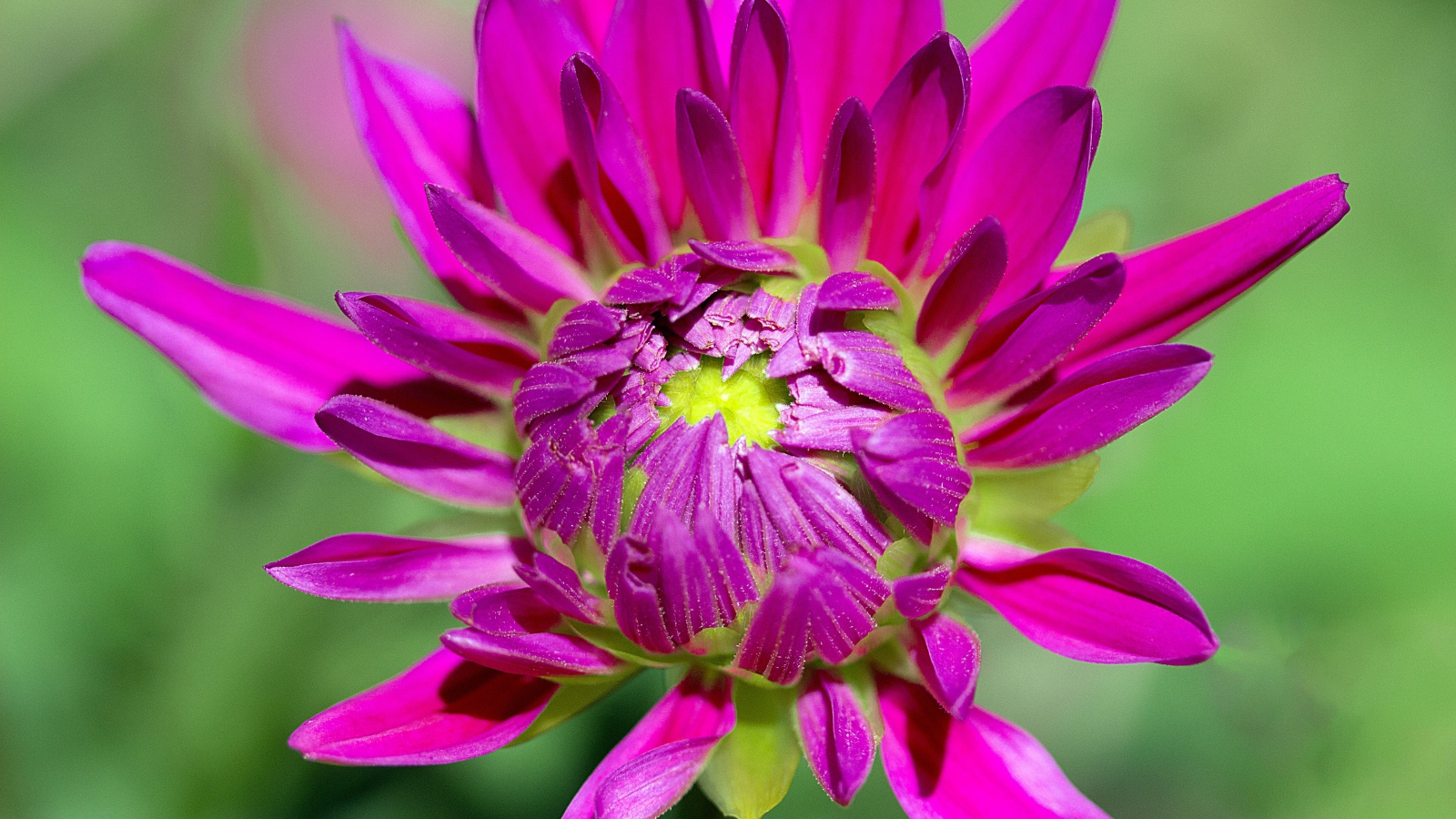 Розовый цветок георгины распускается 