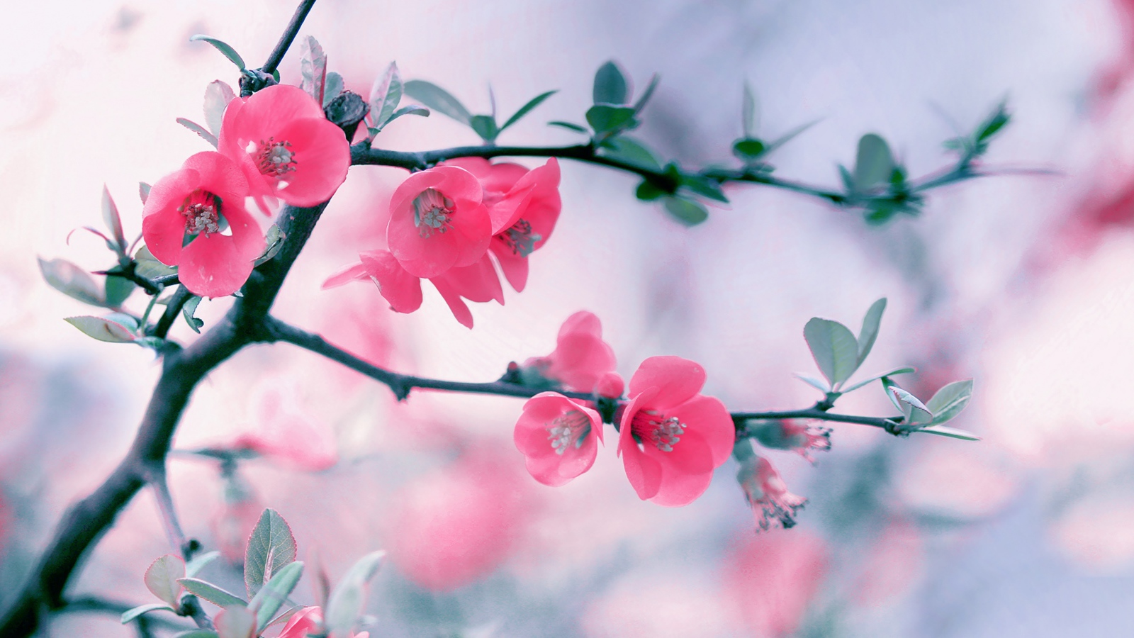 Розовые нежные цветы с зелеными листьями на ветке 