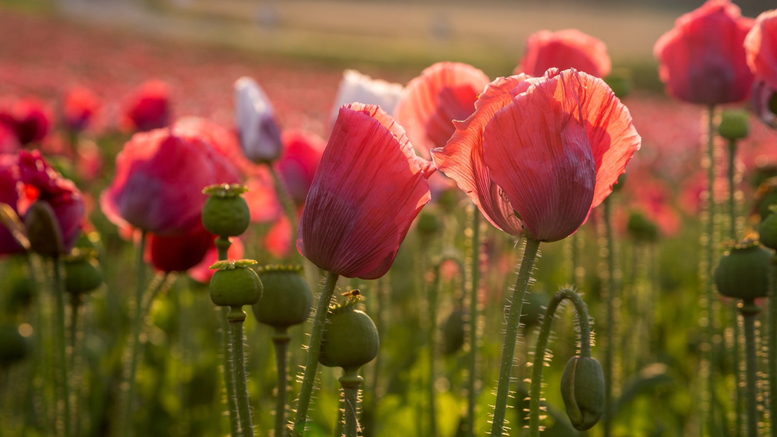 Розовые полевые маки с бутонами в лучах солнца 