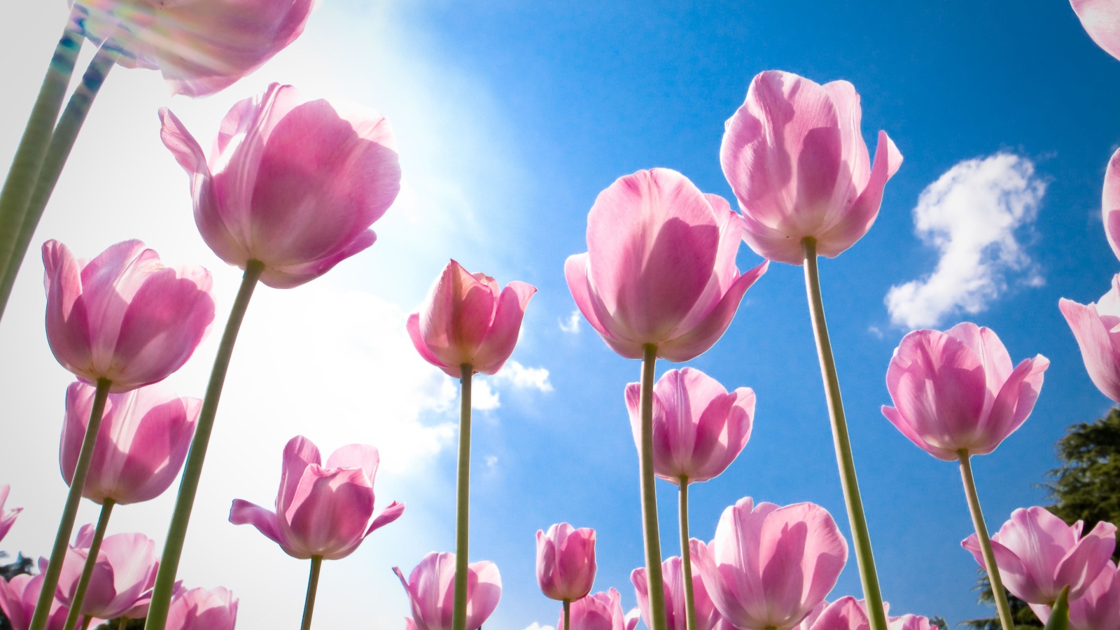 Розовые цветы тюльпаны на фоне голубого неба 