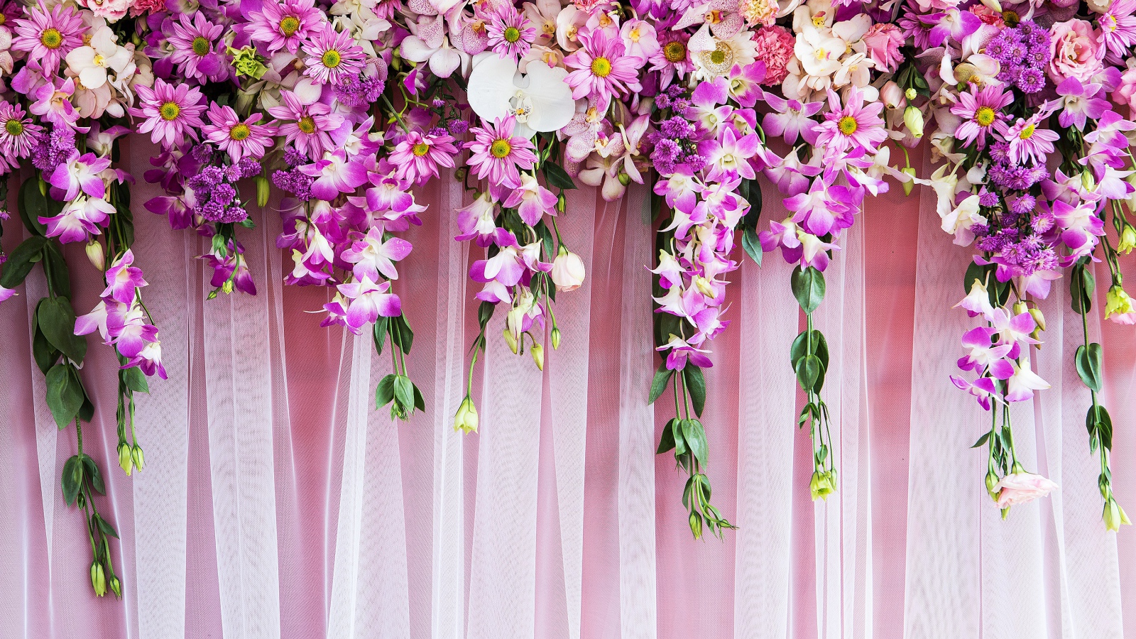 Розовые  живые цветы висят на стене 