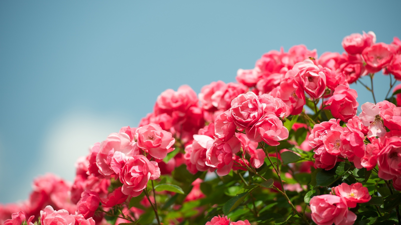 Розовые садовые цветы розы на фоне голубого неба 