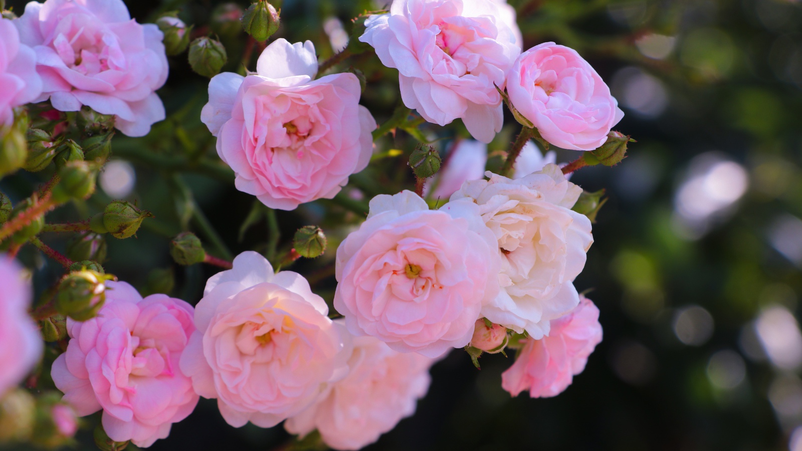 Розовые цветы садовой розы на клумбе 