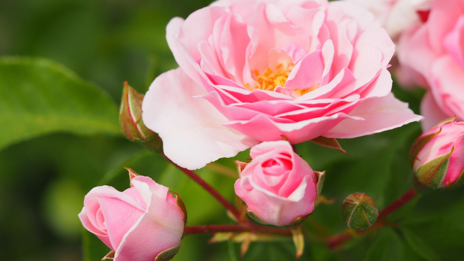 Розовая садовая роза с бутонами на клумбе