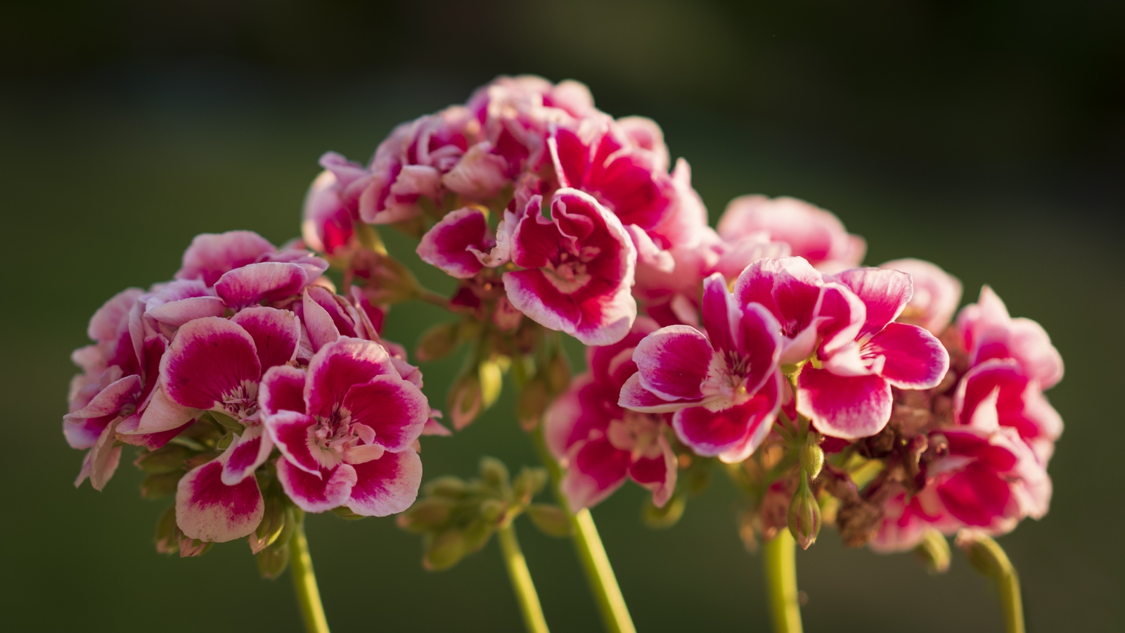 Розовые цветы герани в лучах солнца крупным планом