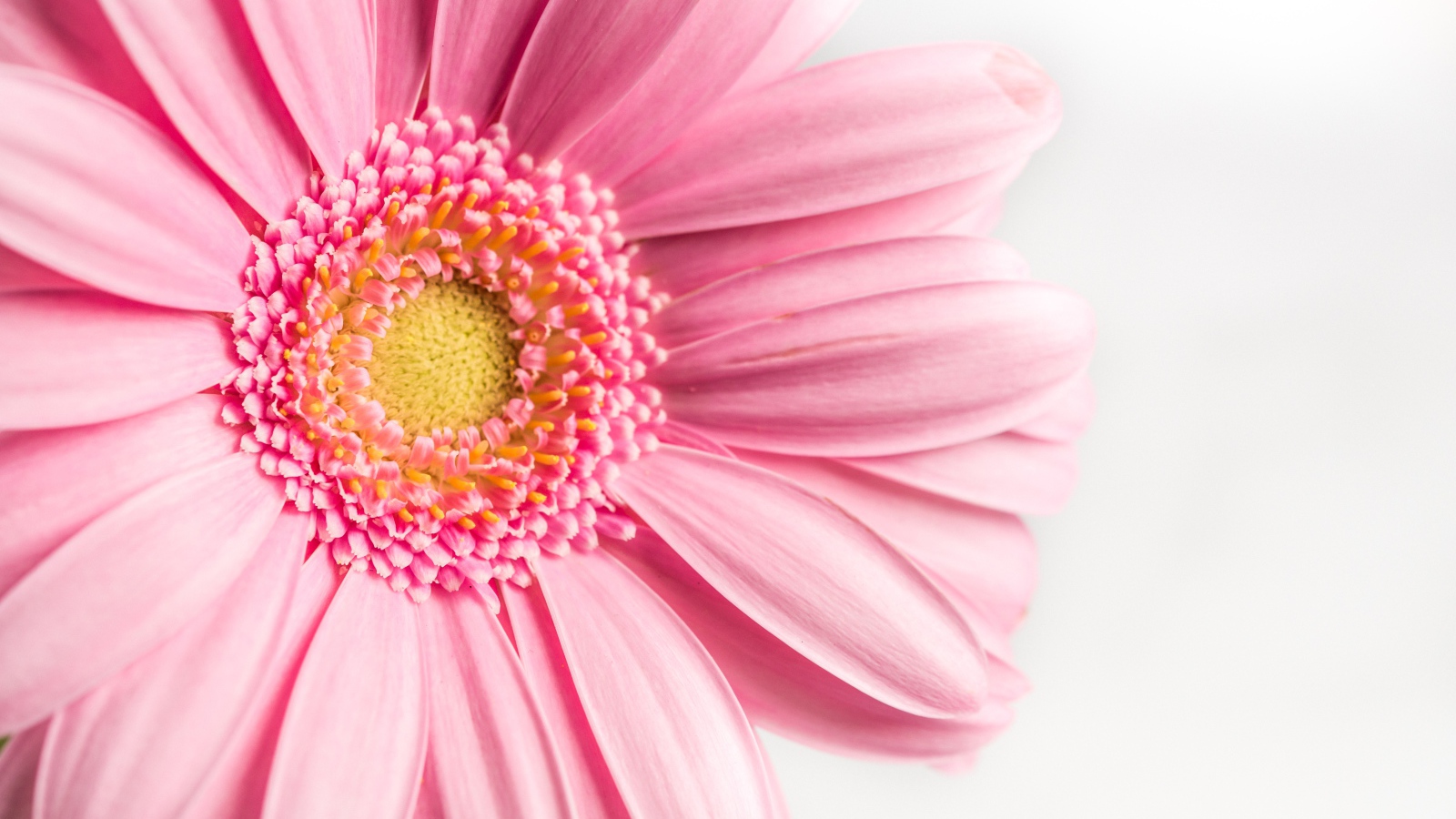 Розовый цветок герберы на белом фоне крупным планом