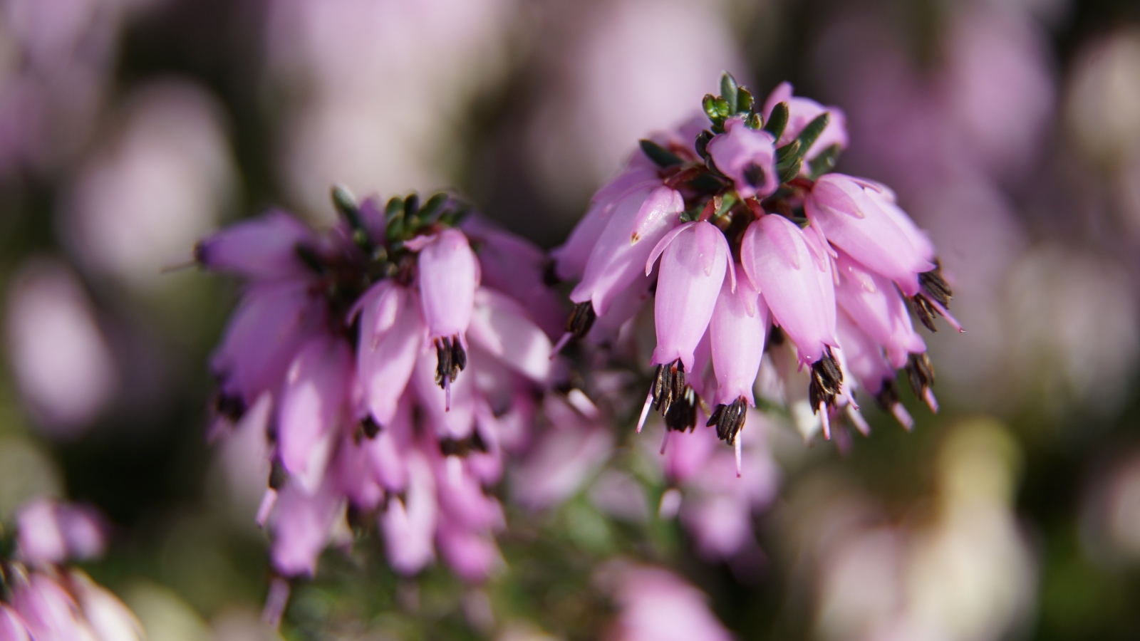 Розовые цветы вереск крупным планом