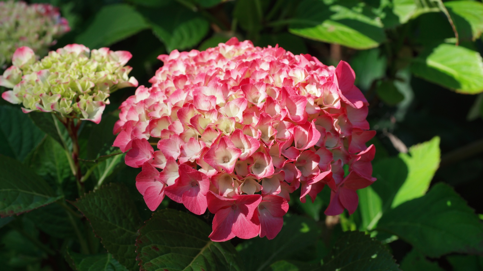 Розовая гортензия на клумбе в лучах солнца