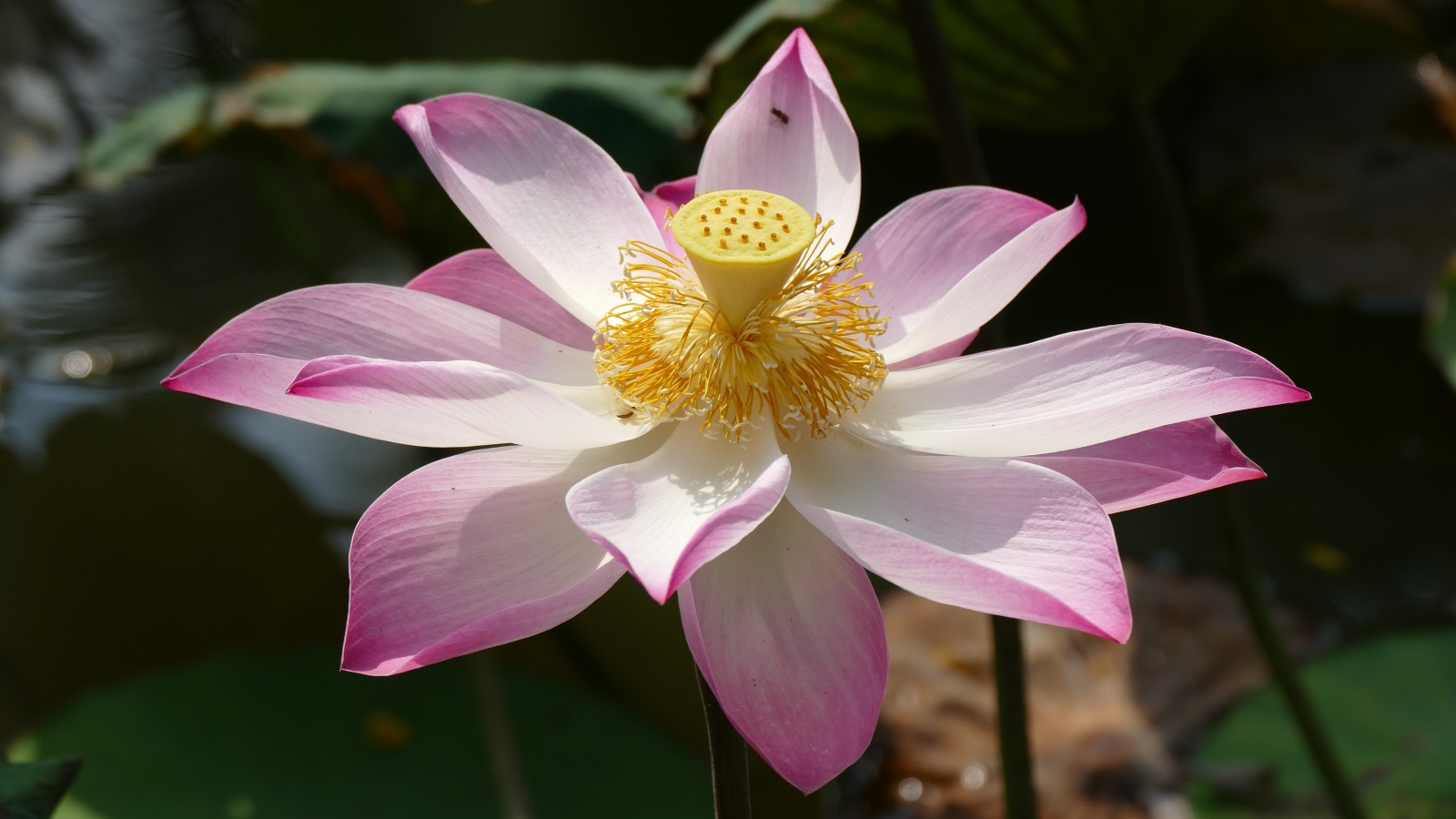 Розовый цветок лотоса распустился в пруду