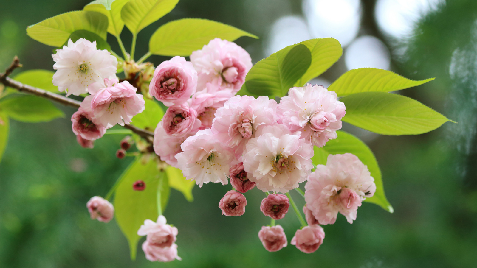 Розовые цветы луизеания с зелеными листьями на ветке 