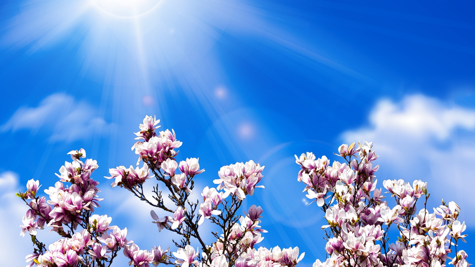 Розовые цветы магнолии на фоне голубого неба в лучах солнца 
