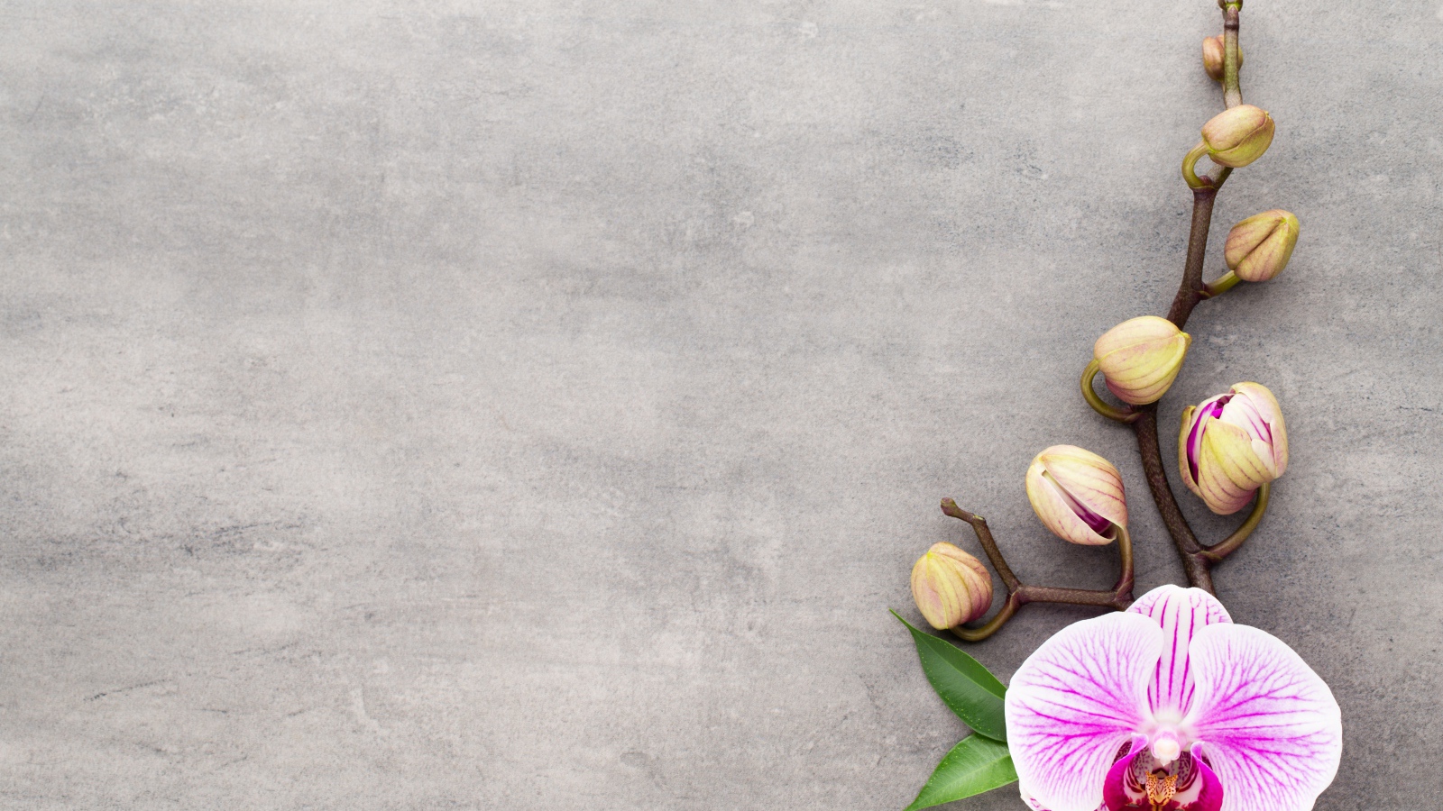 Розовый цветок орхидеи с бутонами на сером фоне