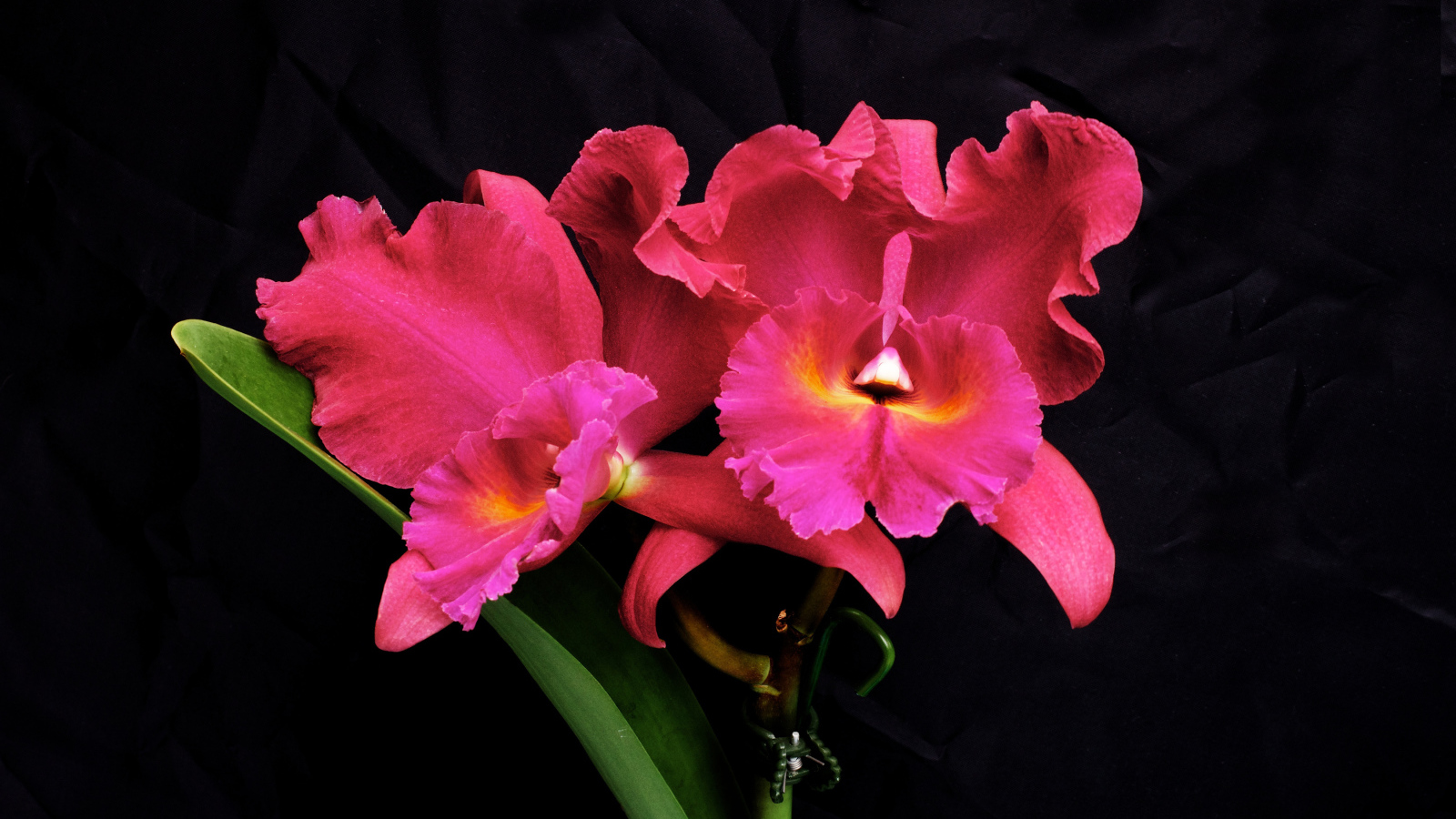 Розовые цветы орхидеи на черном фоне