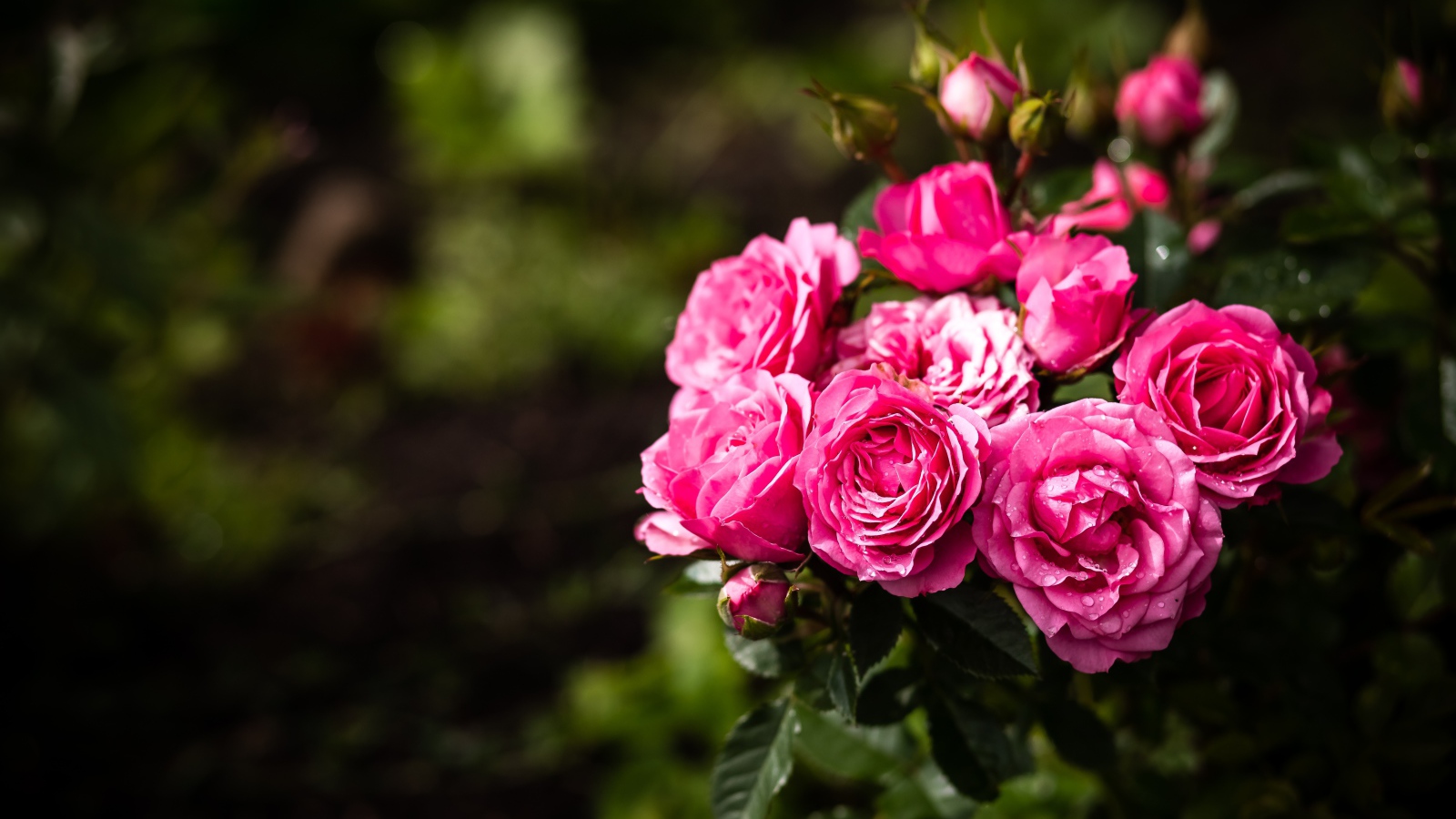 Розовые парковые розы с бутонами на клумбе 