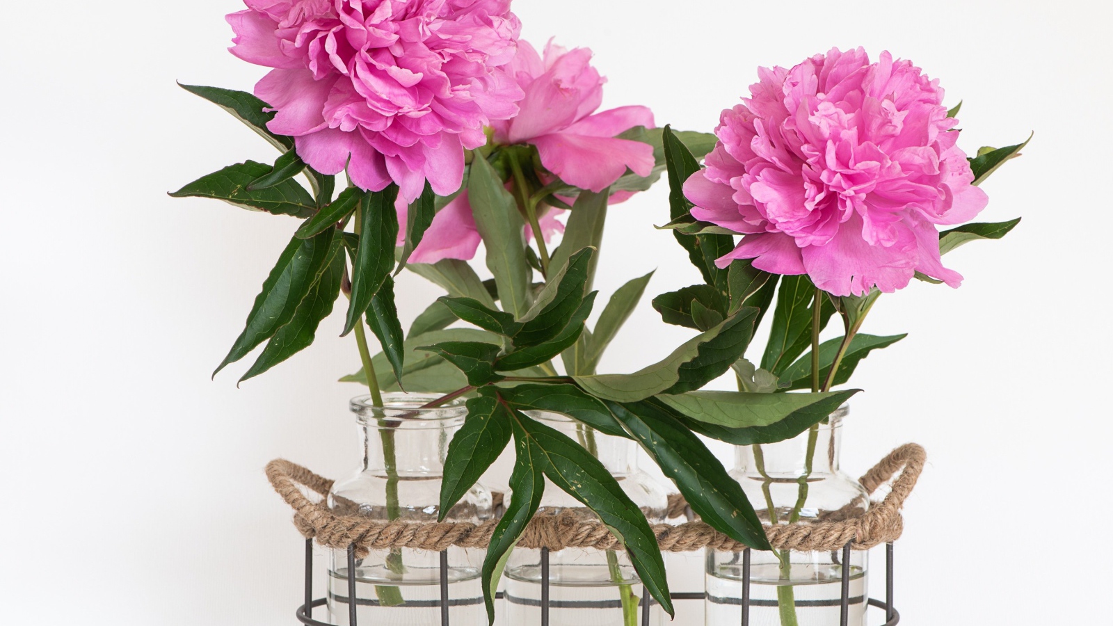 Розовые пионы в вазах на белом фоне
