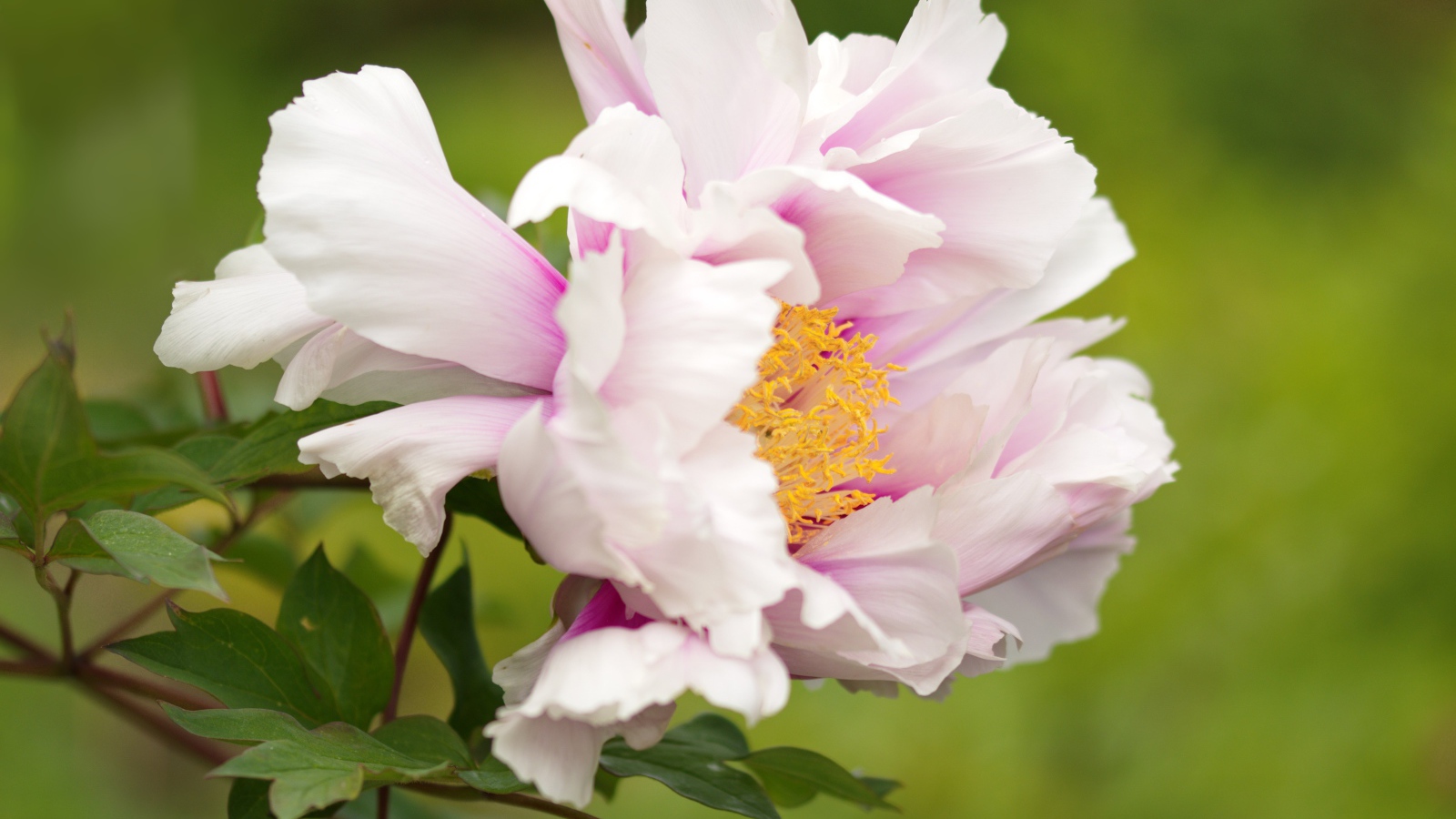 Розовый пион на зеленом фоне