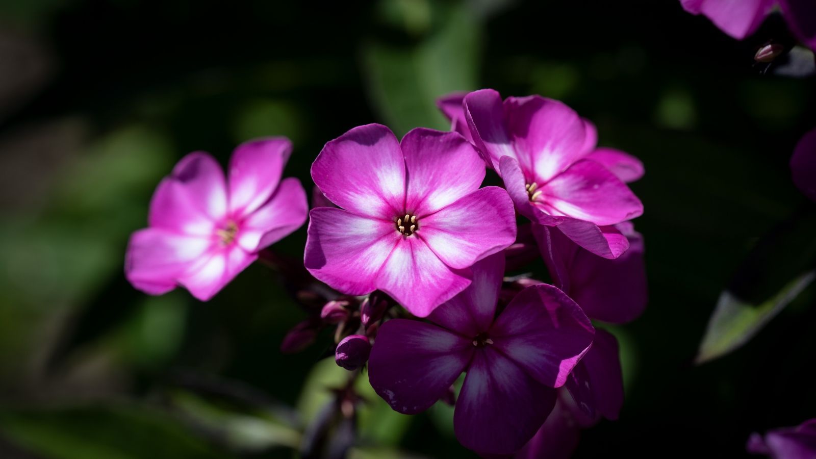 Розовые цветы флоксы крупным планом 