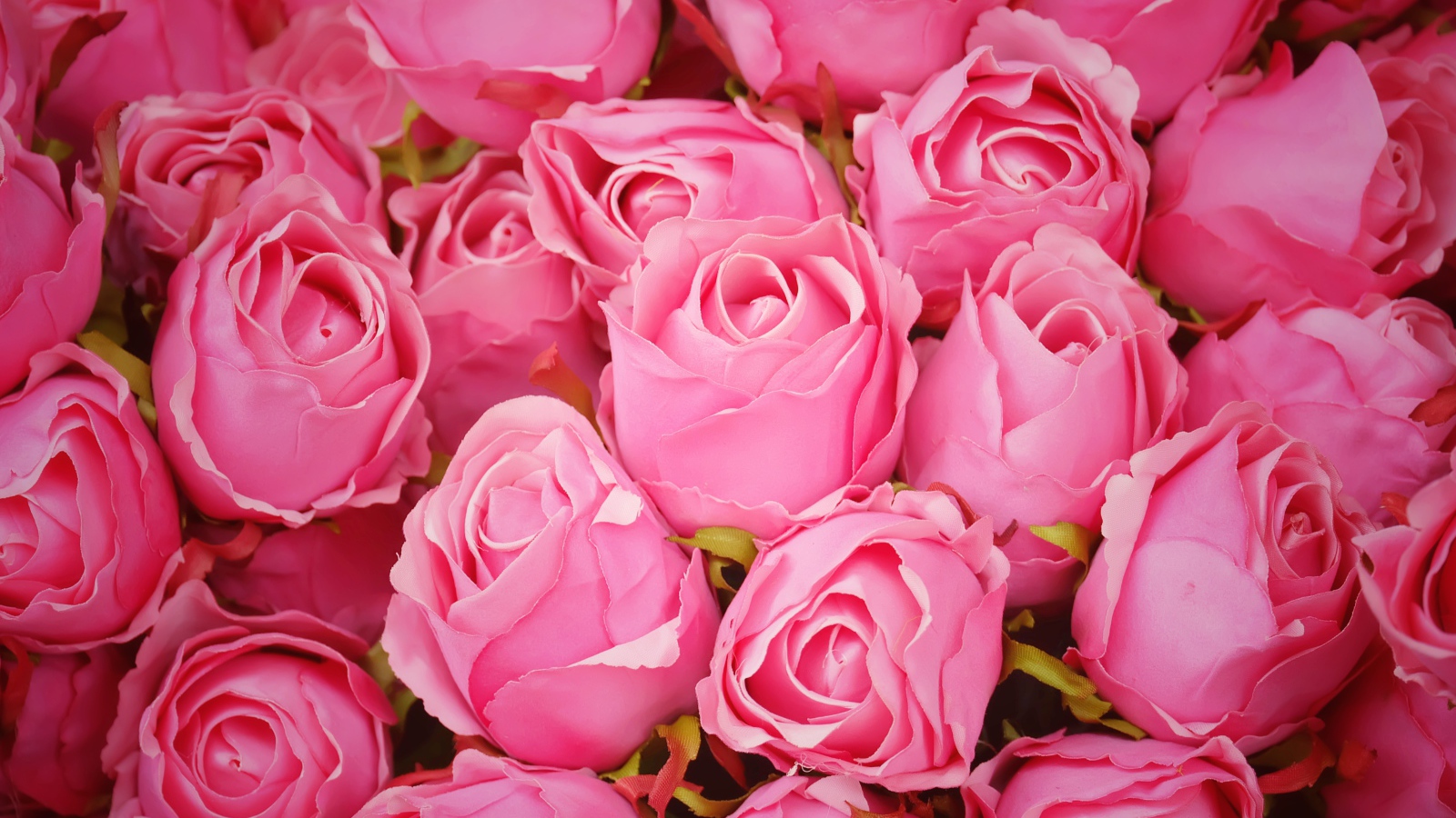 Бутоны розовой розы крупным планом 