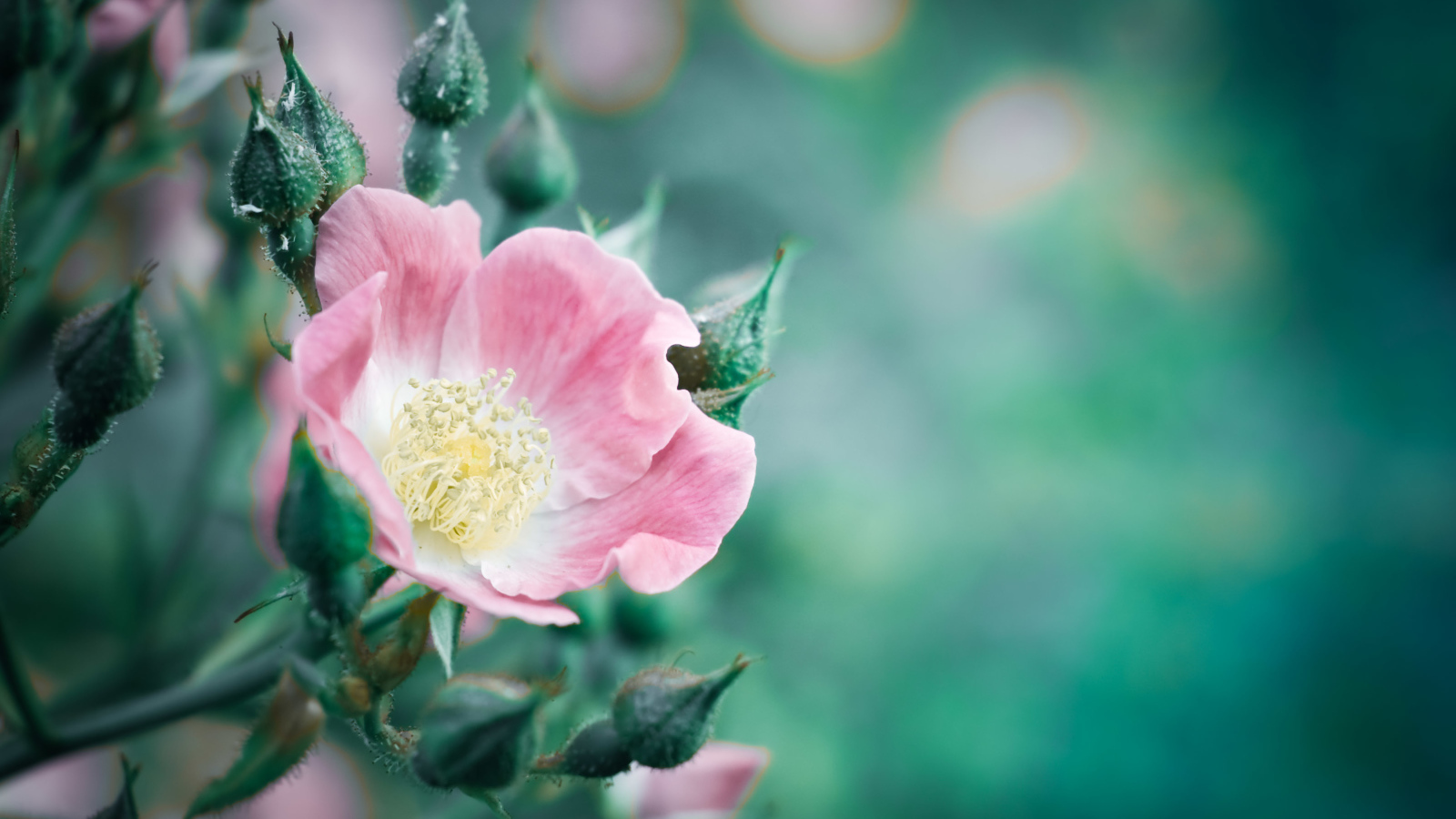 Розовый цветок розы с бутонами крупным планом