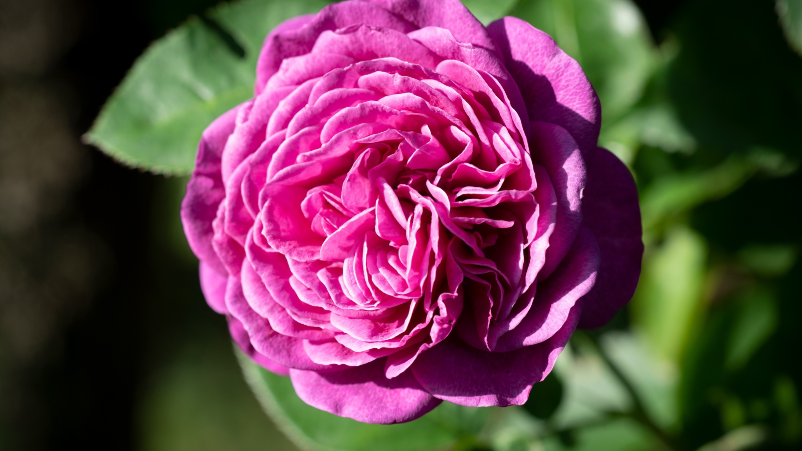 Розовой цветок розы с зелеными листьями крупным планом