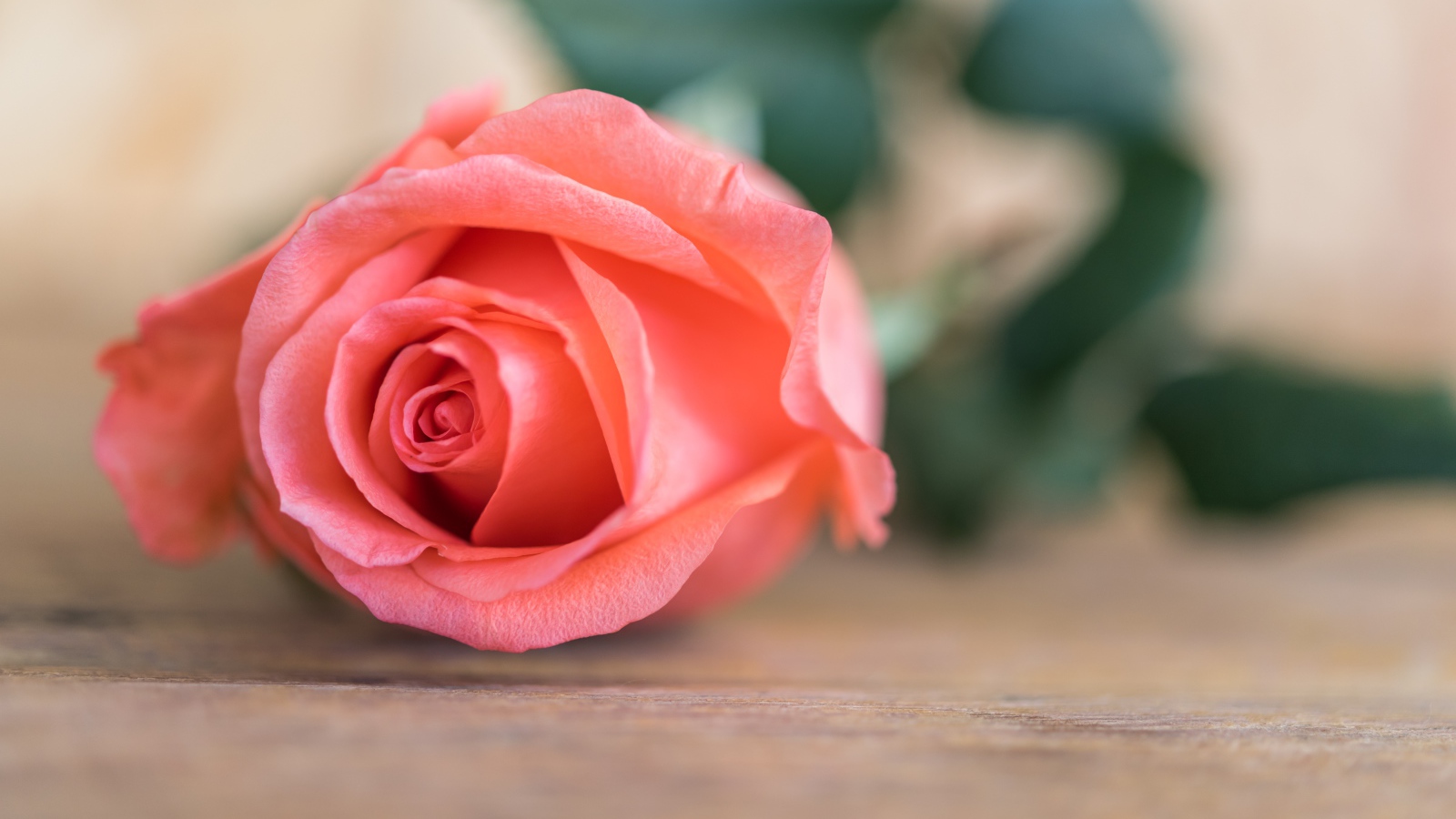 Розовая роза  лежит на деревянном столе 