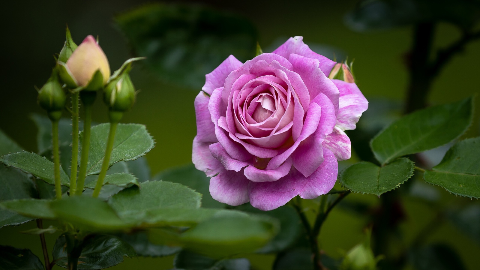 Розовая роза с бутонами и зелеными листьями на клумбе 