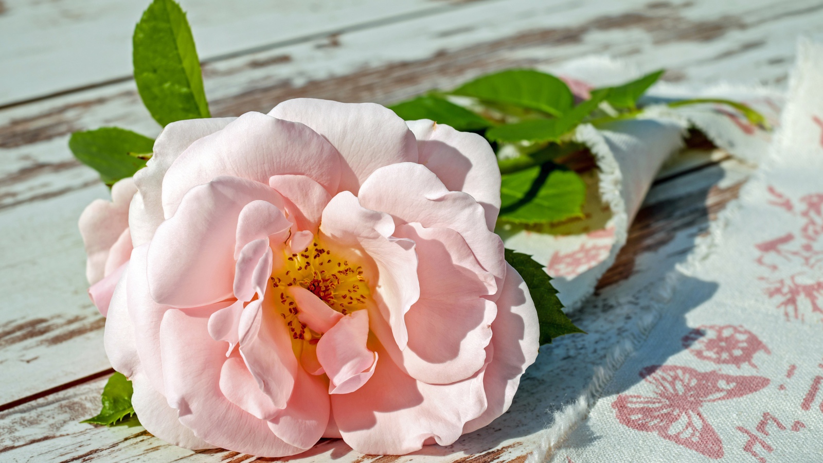 Розовая роза с зелеными лепестками на деревянной лавке