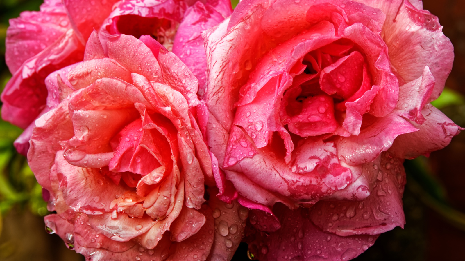 Розовые розы в каплях дождя крупным планом