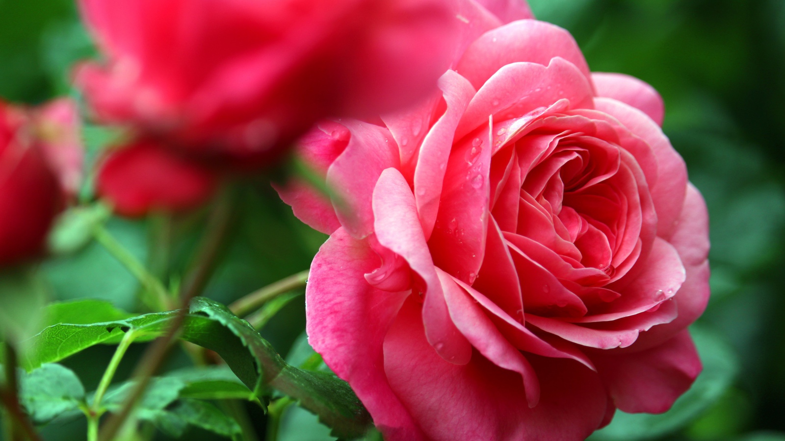 Розовые розы с каплями росы крупным планом
