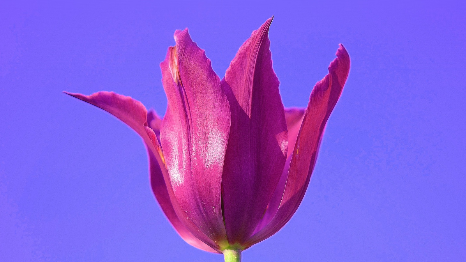 Розовый цветок тюльпана на сиреневом фоне