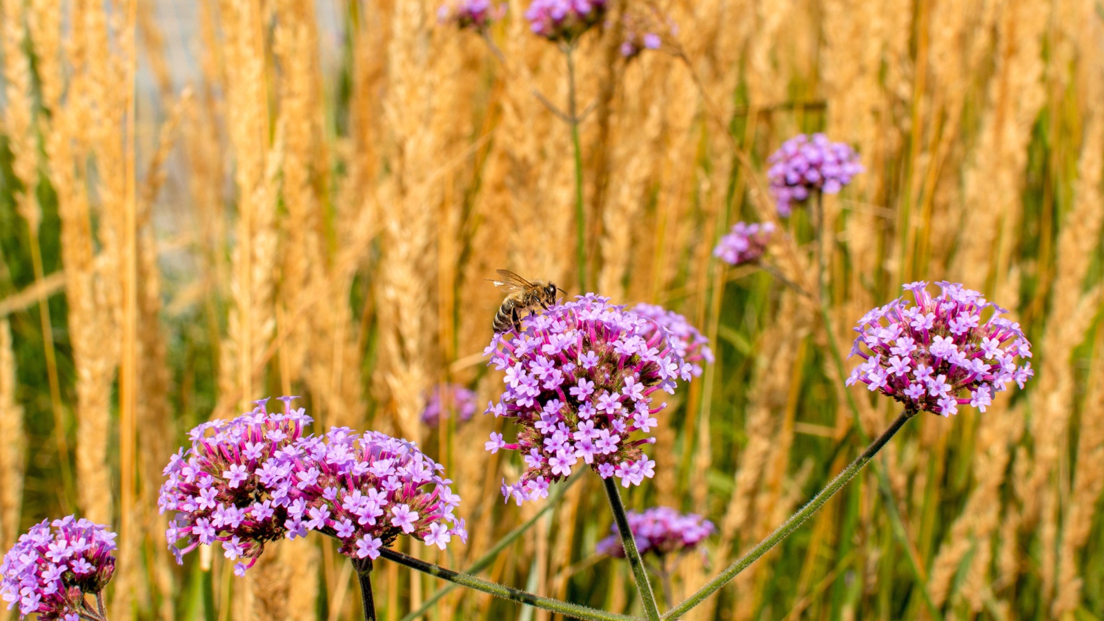 Розовые цветы вербена с колосками в поле