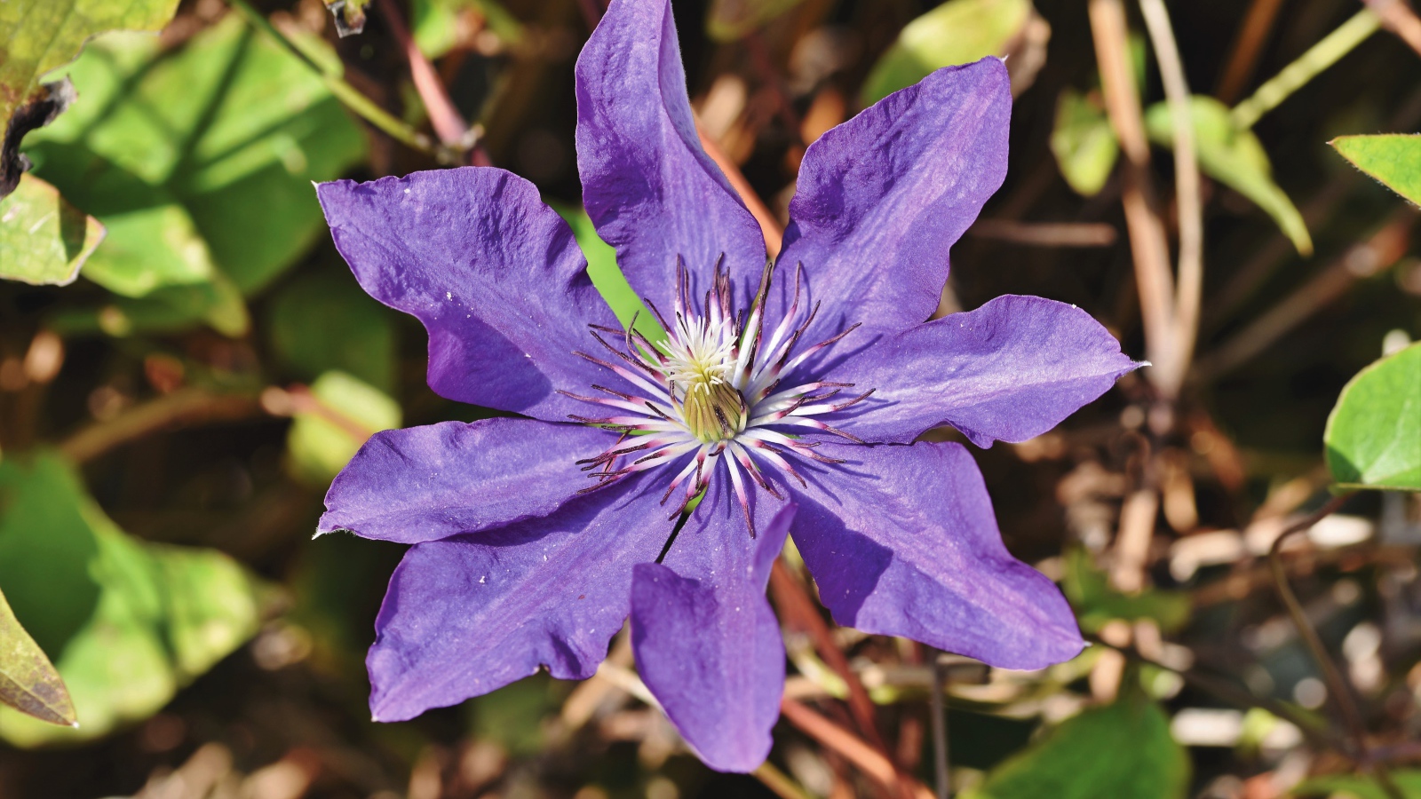 Фиолетовый цветок клематиса в лучах солнца 