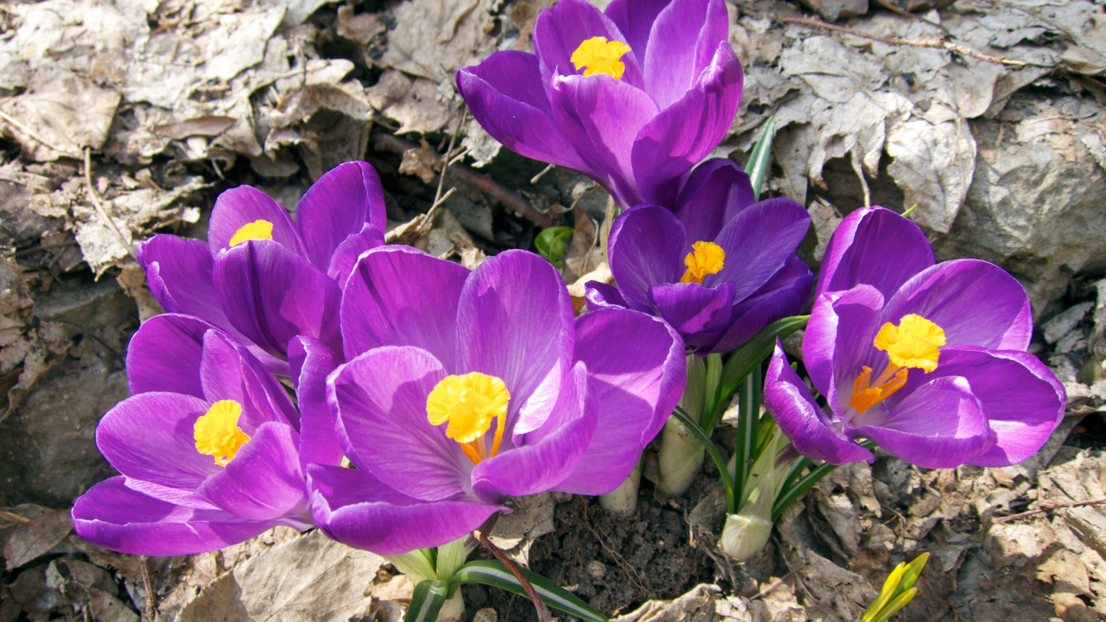 Фиолетовые крокусы в лучах солнца на земле 