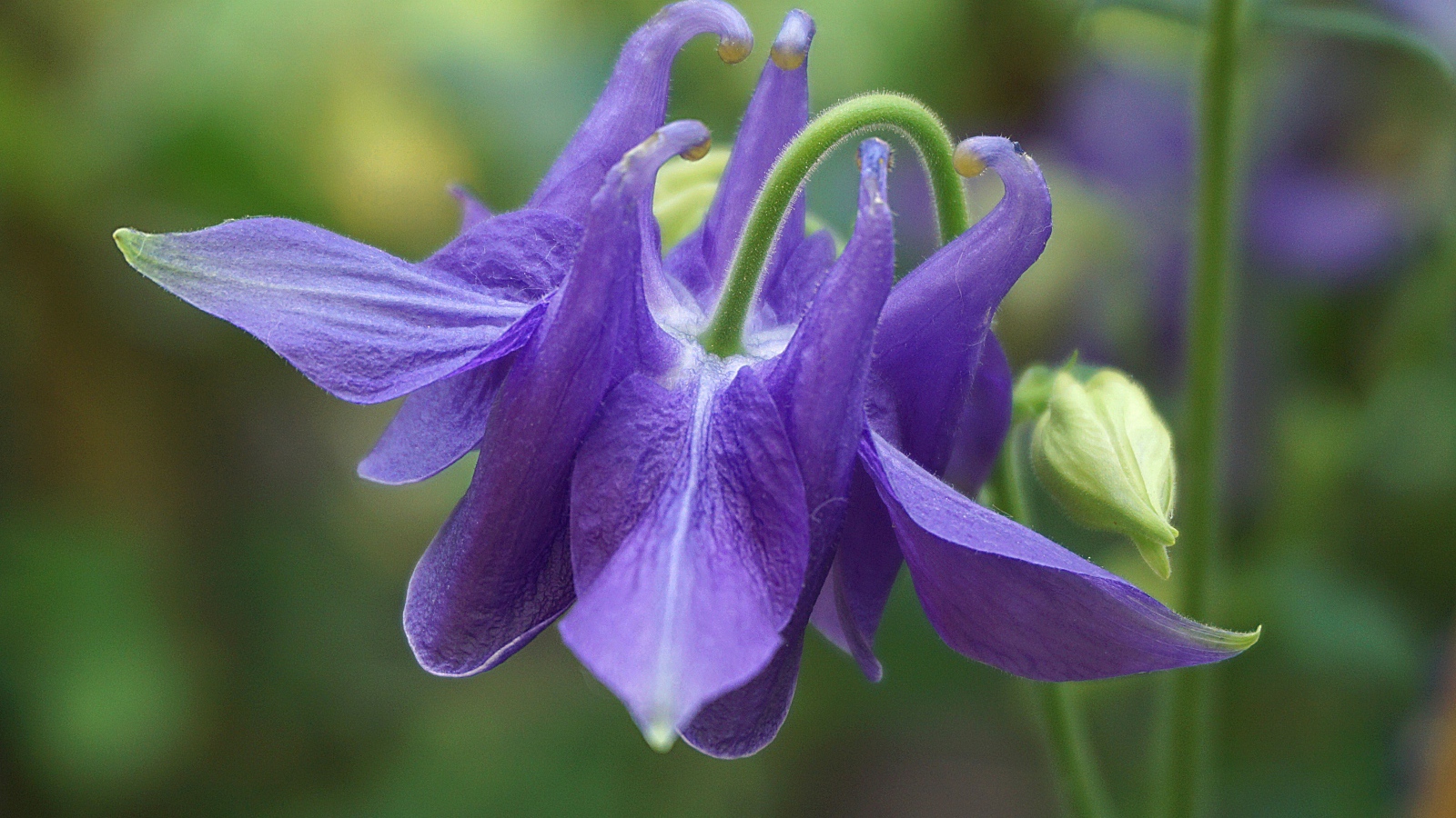 Фиолетовый цветок водосбор с бутоном крупным планом