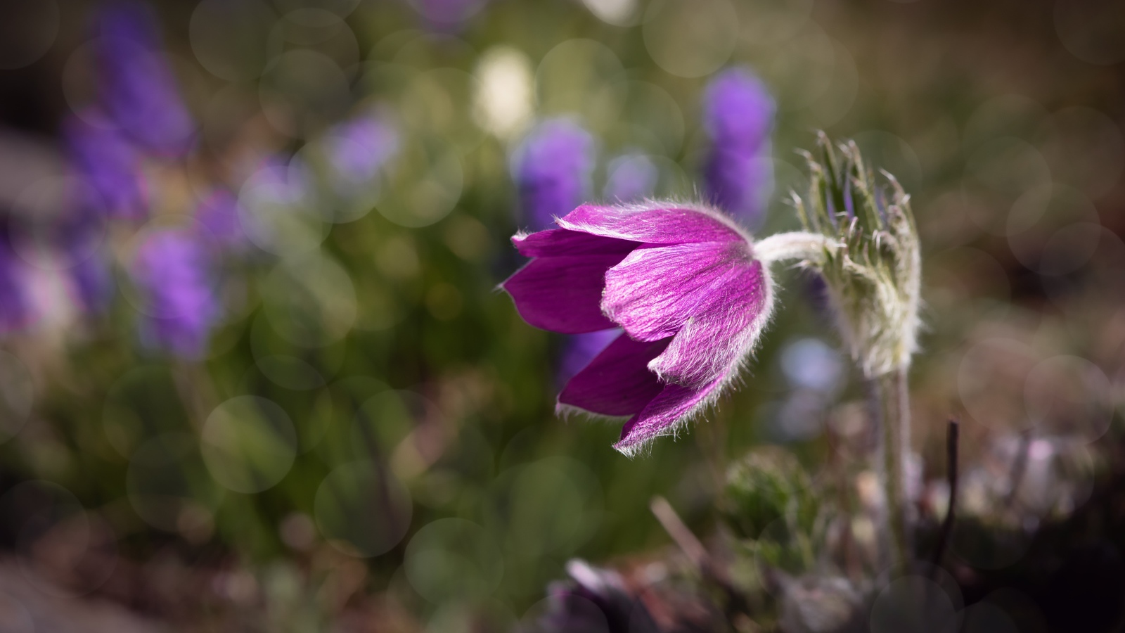 Фиолетовый цветок морозник в лучах солнца крупным планом